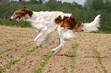 BARZOI 019
